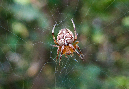 Araneus diadematus